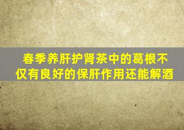 春季养肝护肾茶中的葛根不仅有良好的保肝作用还能解酒