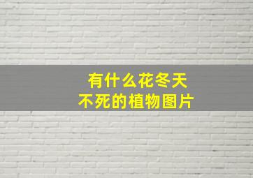 有什么花冬天不死的植物图片