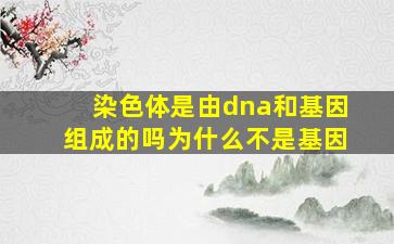 染色体是由dna和基因组成的吗为什么不是基因