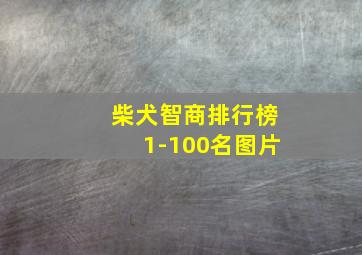 柴犬智商排行榜1-100名图片