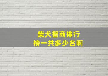 柴犬智商排行榜一共多少名啊