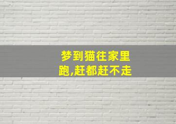 梦到猫往家里跑,赶都赶不走