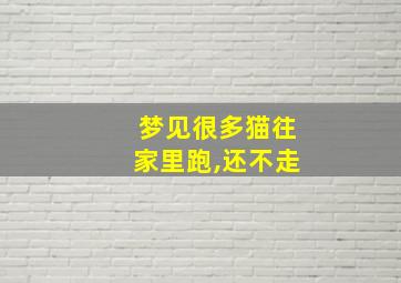 梦见很多猫往家里跑,还不走