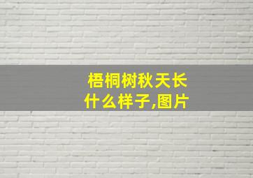 梧桐树秋天长什么样子,图片