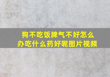 狗不吃饭脾气不好怎么办吃什么药好呢图片视频