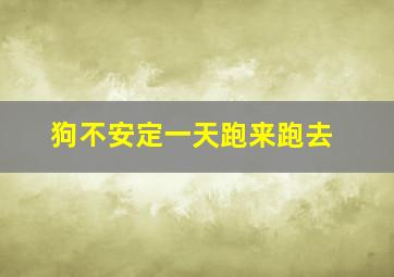 狗不安定一天跑来跑去