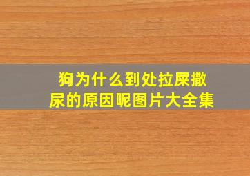 狗为什么到处拉屎撒尿的原因呢图片大全集