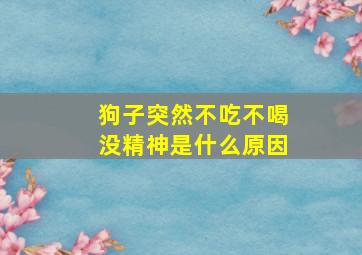 狗子突然不吃不喝没精神是什么原因