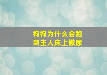 狗狗为什么会跑到主人床上撒尿