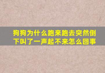 狗狗为什么跑来跑去突然倒下叫了一声起不来怎么回事