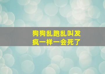 狗狗乱跑乱叫发疯一样一会死了