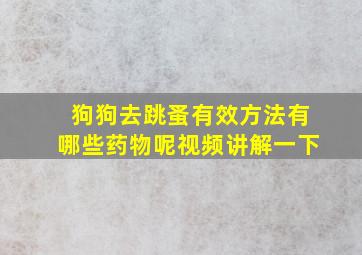 狗狗去跳蚤有效方法有哪些药物呢视频讲解一下