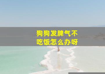 狗狗发脾气不吃饭怎么办呀