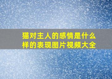 猫对主人的感情是什么样的表现图片视频大全