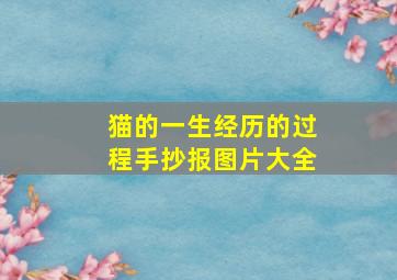 猫的一生经历的过程手抄报图片大全