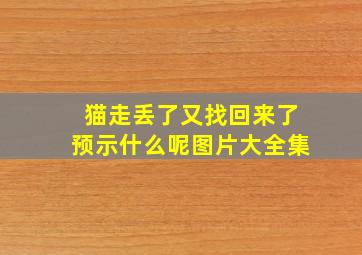 猫走丢了又找回来了预示什么呢图片大全集