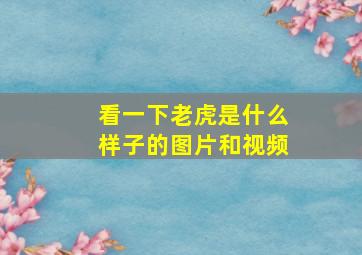 看一下老虎是什么样子的图片和视频