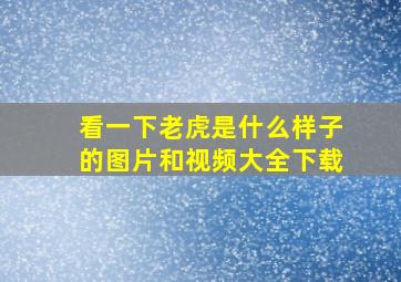 看一下老虎是什么样子的图片和视频大全下载