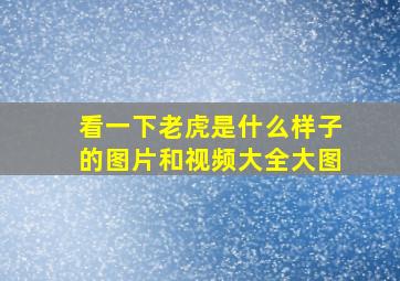 看一下老虎是什么样子的图片和视频大全大图