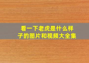 看一下老虎是什么样子的图片和视频大全集