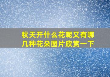 秋天开什么花呢又有哪几种花朵图片欣赏一下