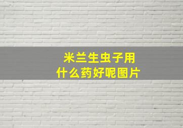 米兰生虫子用什么药好呢图片