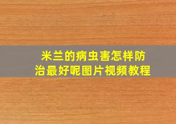 米兰的病虫害怎样防治最好呢图片视频教程