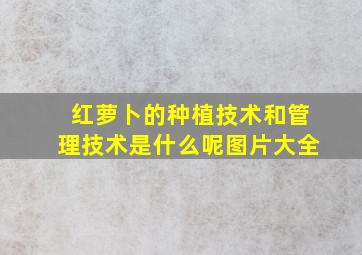 红萝卜的种植技术和管理技术是什么呢图片大全