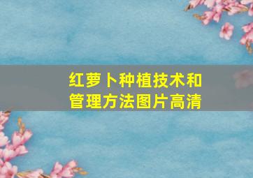 红萝卜种植技术和管理方法图片高清