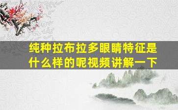 纯种拉布拉多眼睛特征是什么样的呢视频讲解一下