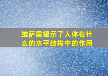 维萨里揭示了人体在什么的水平结构中的作用