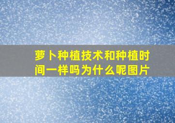 萝卜种植技术和种植时间一样吗为什么呢图片