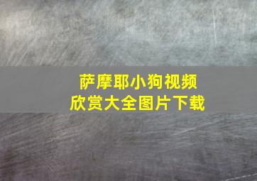 萨摩耶小狗视频欣赏大全图片下载