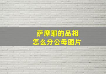 萨摩耶的品相怎么分公母图片