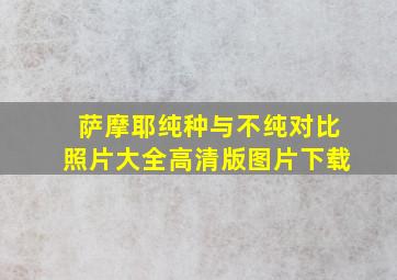 萨摩耶纯种与不纯对比照片大全高清版图片下载