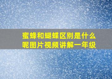 蜜蜂和蝴蝶区别是什么呢图片视频讲解一年级