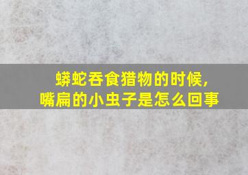 蟒蛇吞食猎物的时候,嘴扁的小虫子是怎么回事