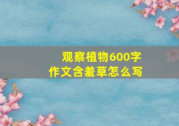 观察植物600字作文含羞草怎么写