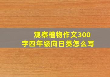 观察植物作文300字四年级向日葵怎么写