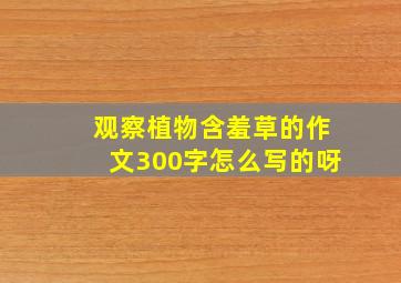 观察植物含羞草的作文300字怎么写的呀