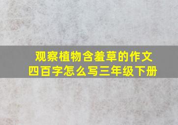 观察植物含羞草的作文四百字怎么写三年级下册