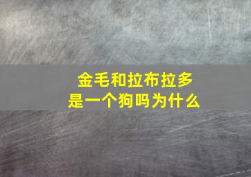 金毛和拉布拉多是一个狗吗为什么