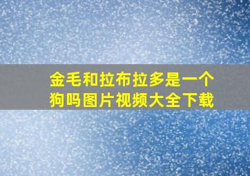 金毛和拉布拉多是一个狗吗图片视频大全下载