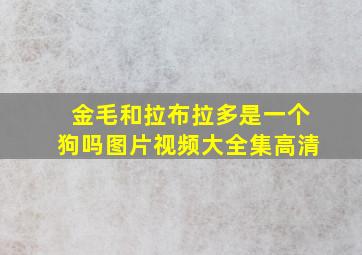 金毛和拉布拉多是一个狗吗图片视频大全集高清