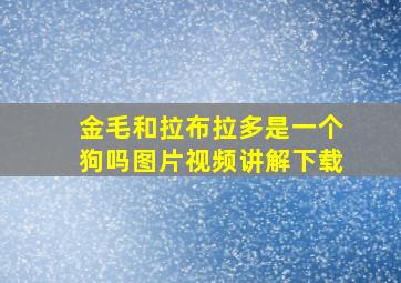 金毛和拉布拉多是一个狗吗图片视频讲解下载