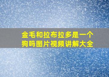 金毛和拉布拉多是一个狗吗图片视频讲解大全