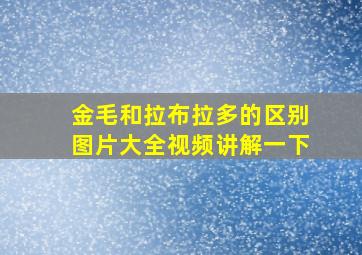 金毛和拉布拉多的区别图片大全视频讲解一下