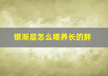 银渐层怎么喂养长的胖