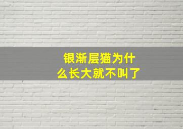 银渐层猫为什么长大就不叫了