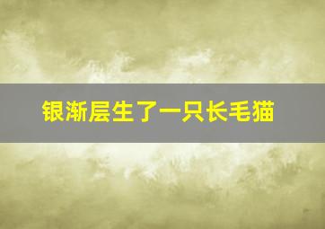 银渐层生了一只长毛猫